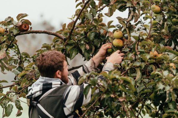 Our orchards